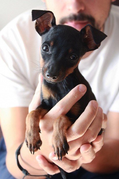 Zwergpinscher puppy