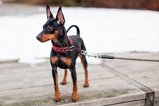 Zwergpinscher