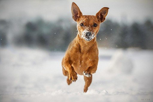 Zwergpinscher