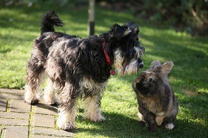 Zwergschnauzer meets rabbit