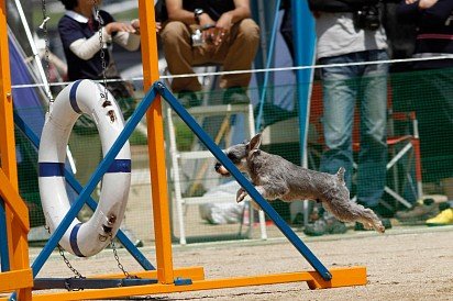 Zwergschnauzer training