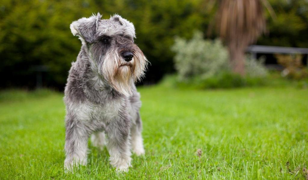 Zwerschnauzer