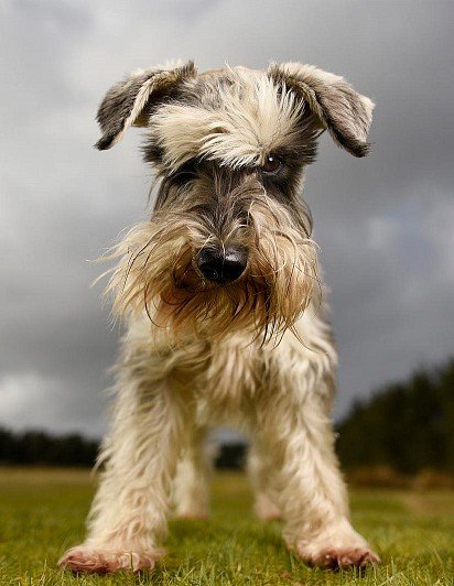 Zwergschnauzer