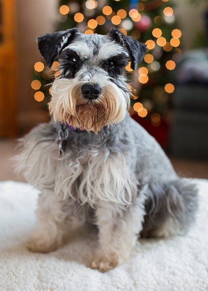 Adorably Bitchy Zwergschnauzer