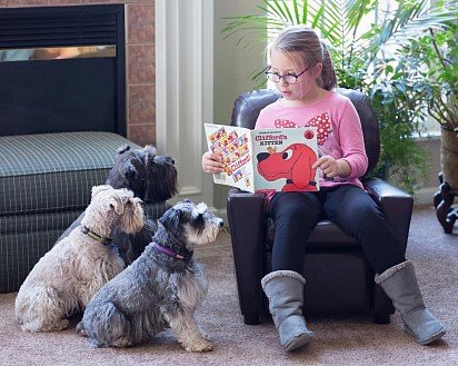 Child reads a book to a Zwerschnauzer