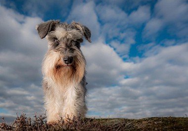 Zwergschnauzer