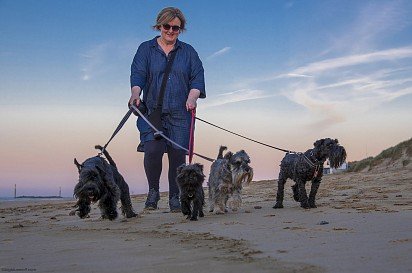 Walking Zwerschnauzers