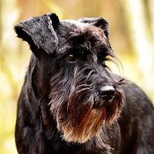 Tsvergschnauzer