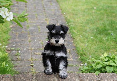 Zwergschnauzer