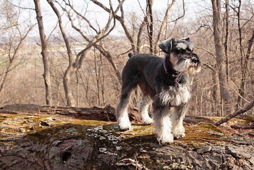 Black and silver colored Zwergschnauzer