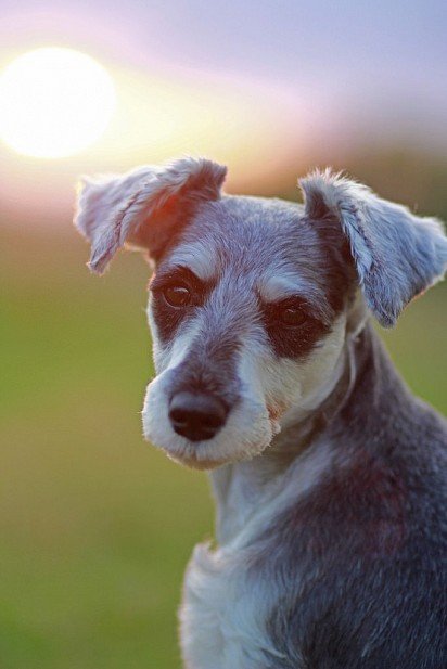 Zwergschnauzer with clipped muzzle