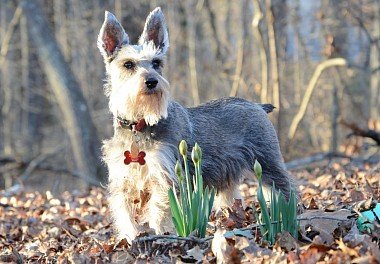 Zwergschnauzer