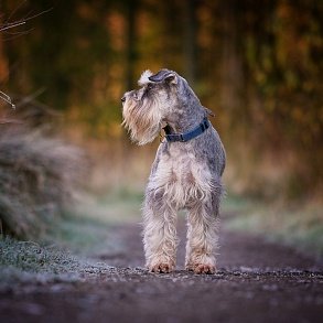 Zwergschnauzer