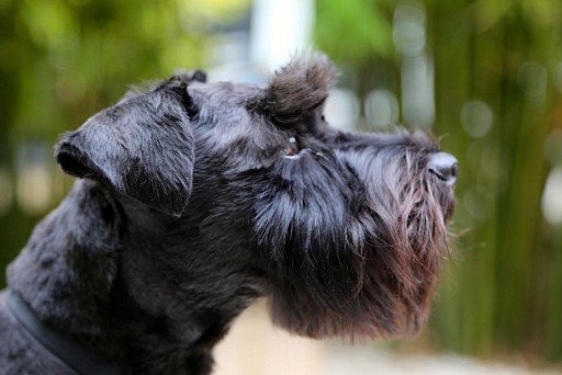 Zwergschnauzer washing