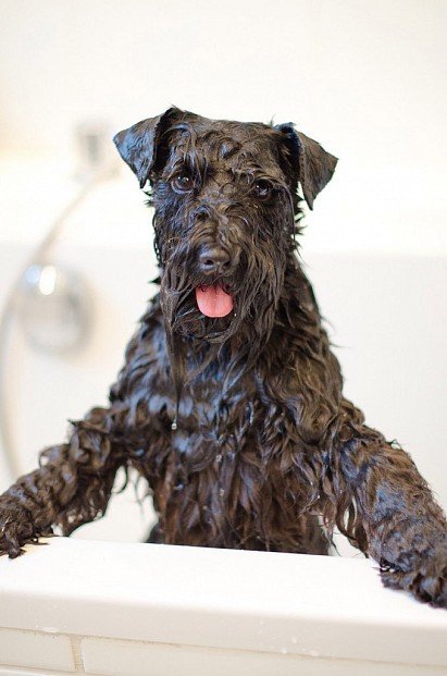 Washing a Zwerschnauzer