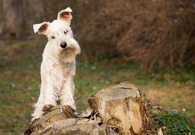 Zwergschnauzer