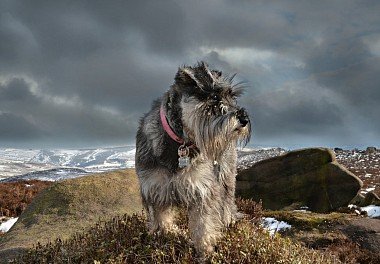 Zwergschnauzer