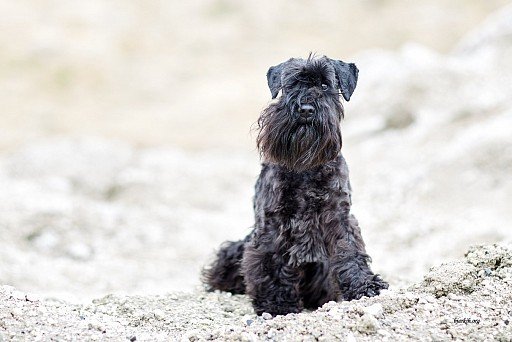 Black Zwergschnauzer