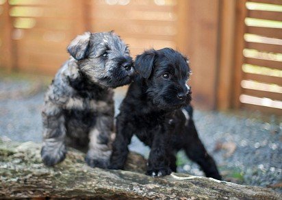 Zwergschnauzer Puppies