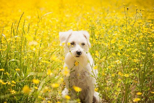 White Zwergschnauzer