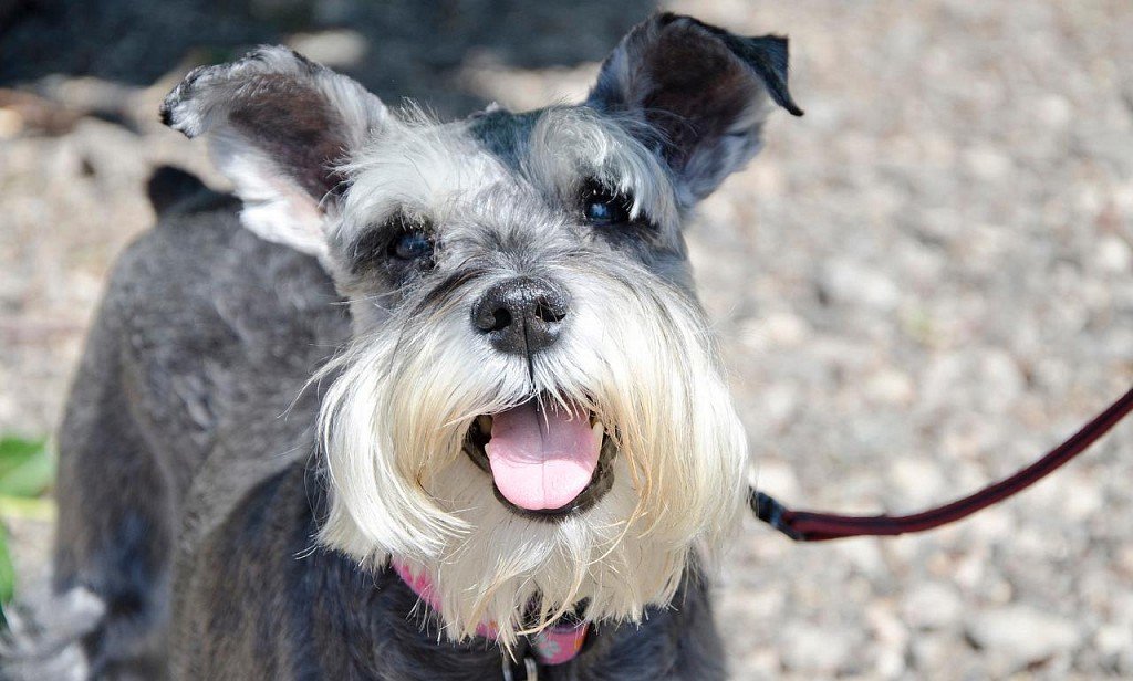 Zwergschnauzer muzzle