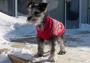 Zwergschnauzer