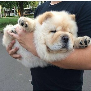 Chow Chow