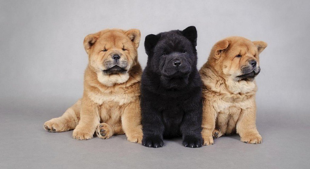 Chow Chow