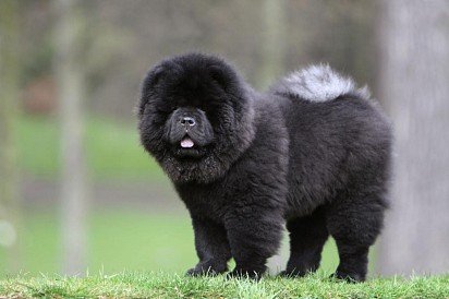 Black Chow Chow