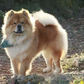 Chow Chow