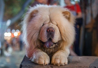 Chow Chow