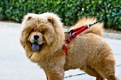 Chow Chow on leash