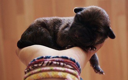 Newborn Chow Chow