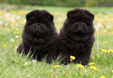 Chow Chow