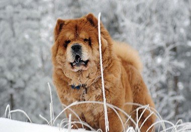 Chow Chow