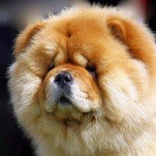 Chow-chow 