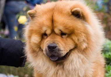 Chow Chow