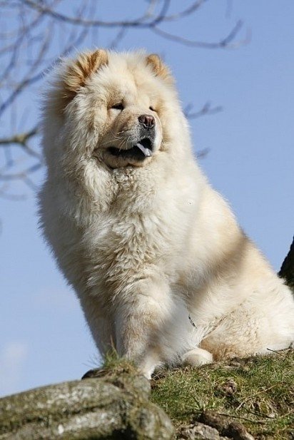 White Chow Chow