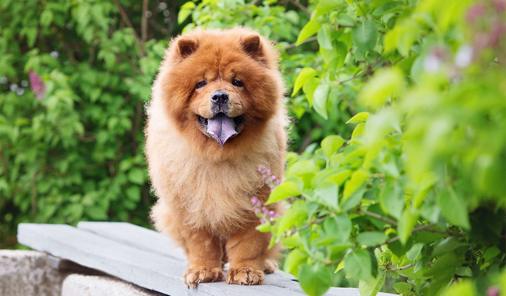 Chow Chow