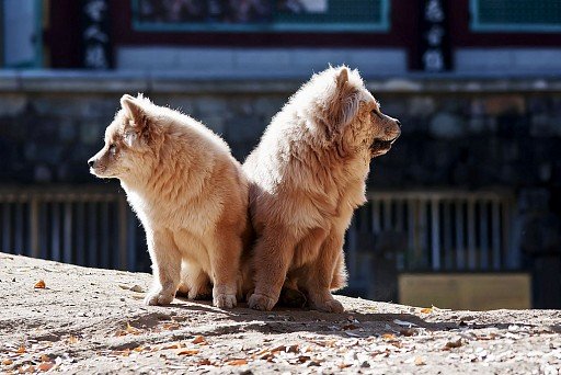 Bitch and male chow chow