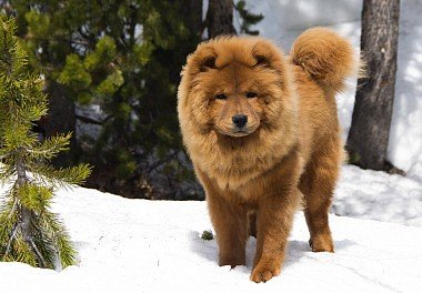 Chow Chow