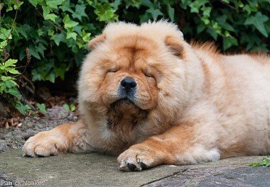 Chow Chow