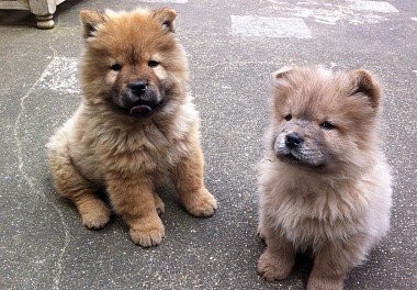 Chow Chow