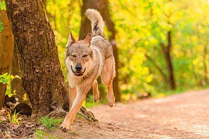 I am a woolly wolfman! God, how good I am, how powerful my paws are! 