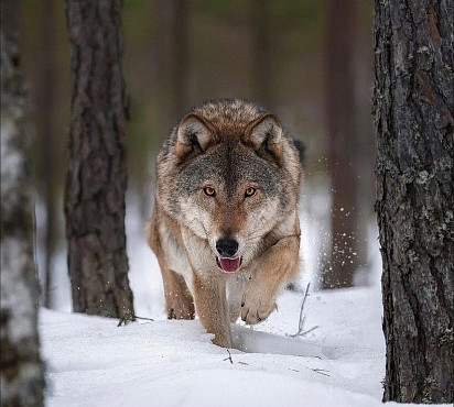 Crouching Wolfhound