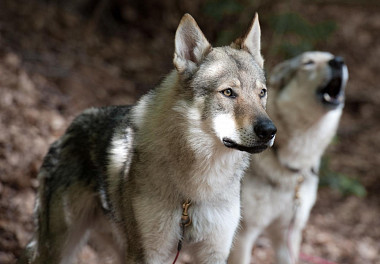 Czechoslovakian Vlcak