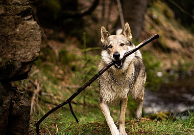 Czechoslovakian Vlcak