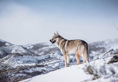 Czechoslovakian Vlcak