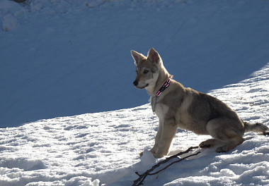 Czechoslovakian Vlcak