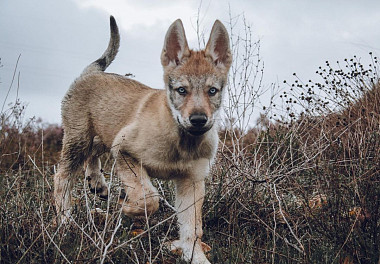 Czechoslovakian Wolfhound